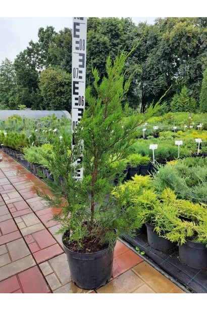 Ялівець віргінський Канаерті - 5л/вис.70-80см/Ø35-40см